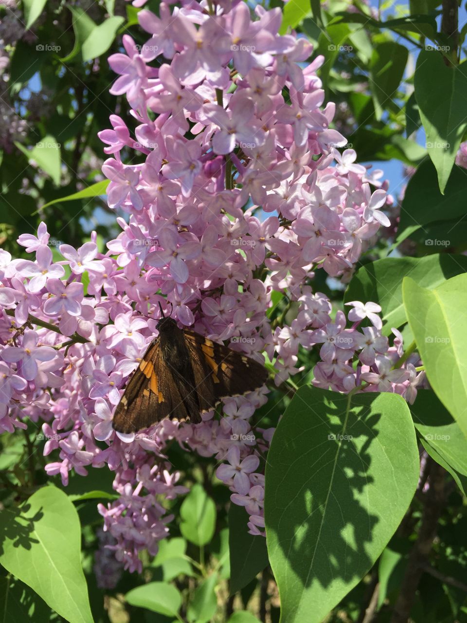 Pink lilac with butterfly 