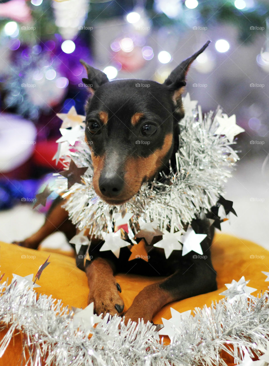 Christmas pinscher