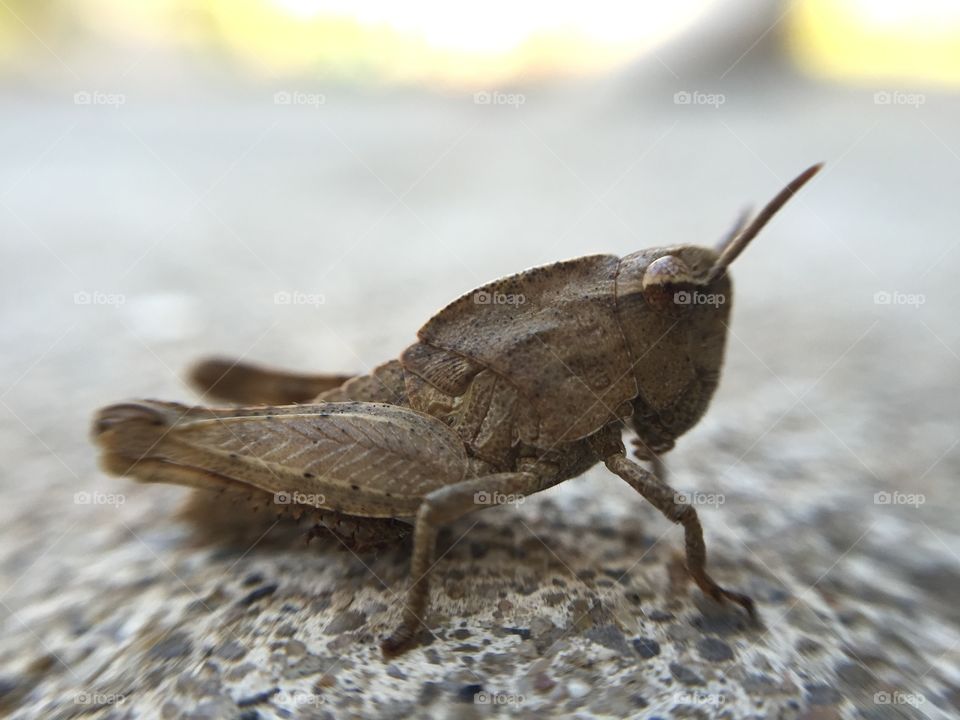 Macro grasshopper