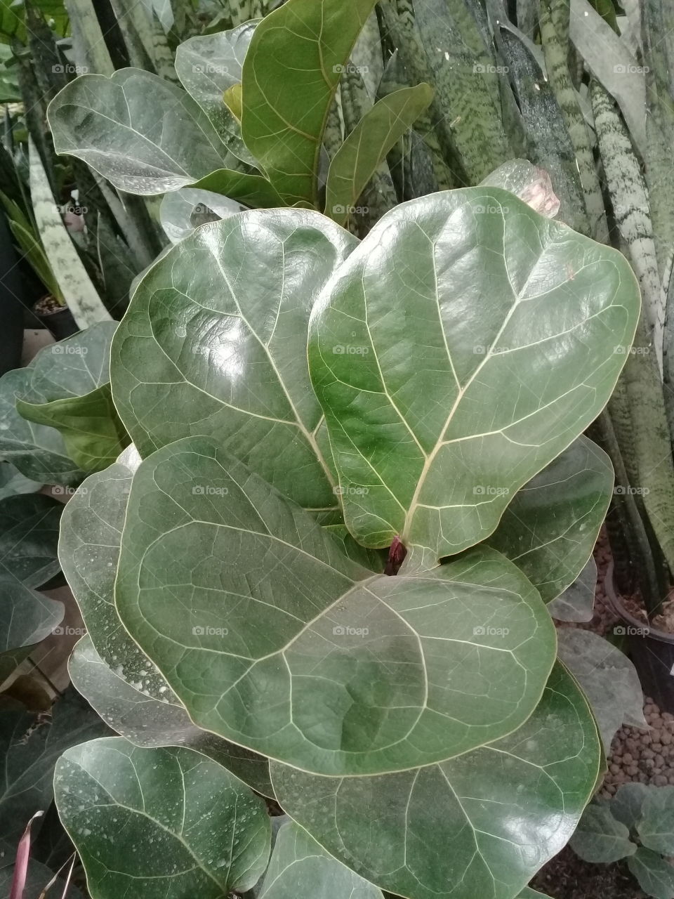 leaf