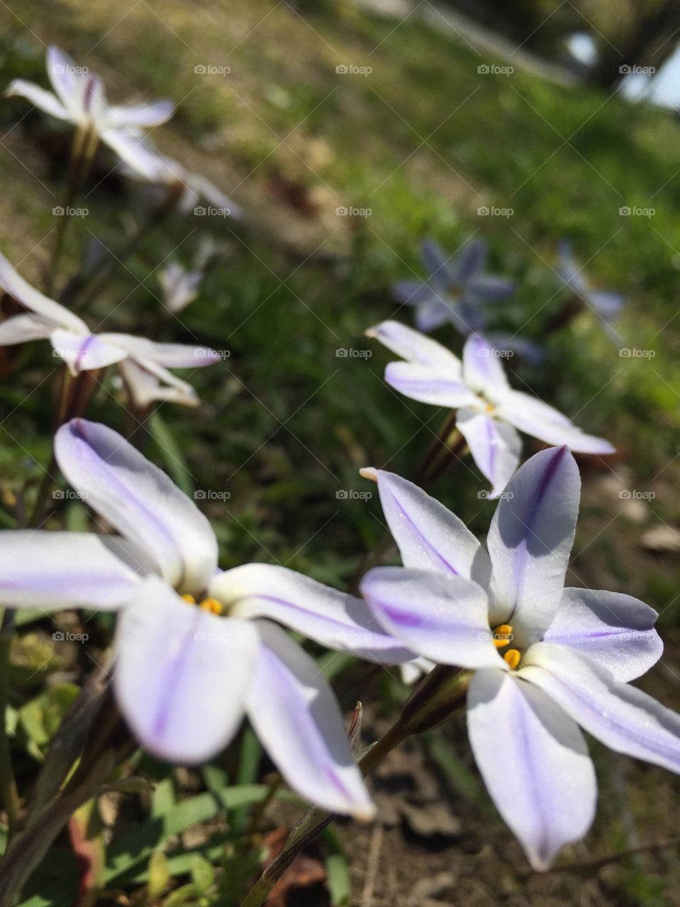 Allium tuberosum flower