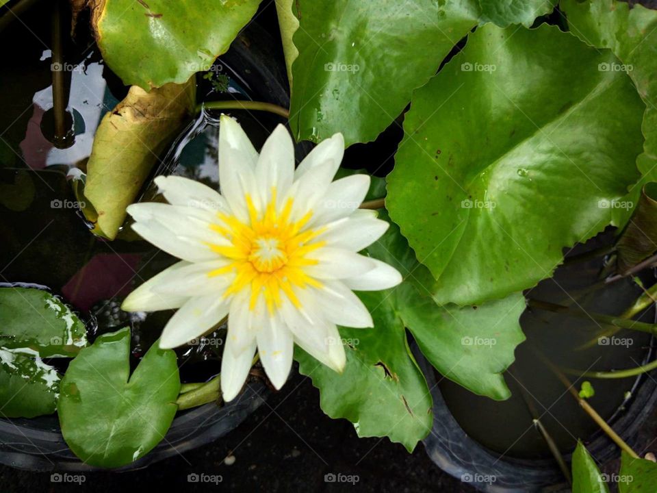 White lotus is bloom in the morning.