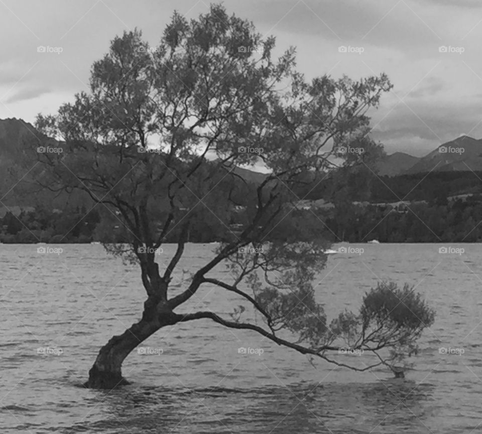 Lone tree at lake