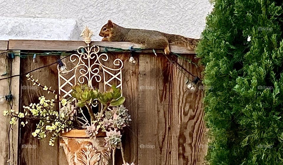 A squirrel relaxing on a fence