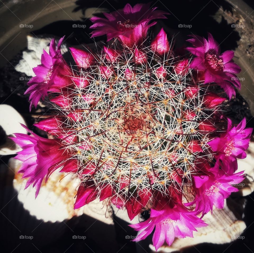 flower cactus