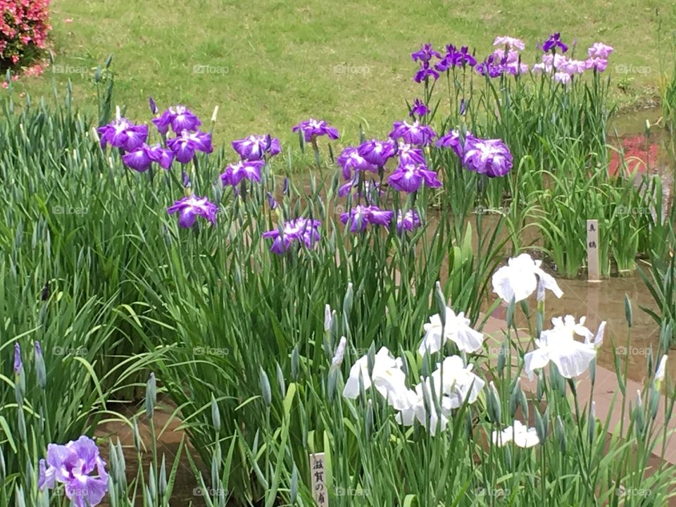 Purple and white Iris flowers