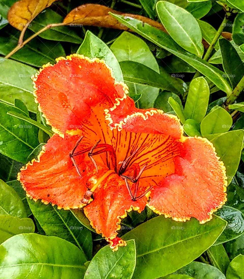 A beautiful African tulip tree's flower fell in the leaves of bush, its color was bright, its flower pattern was vivid, looked still brilliant and vibrant.