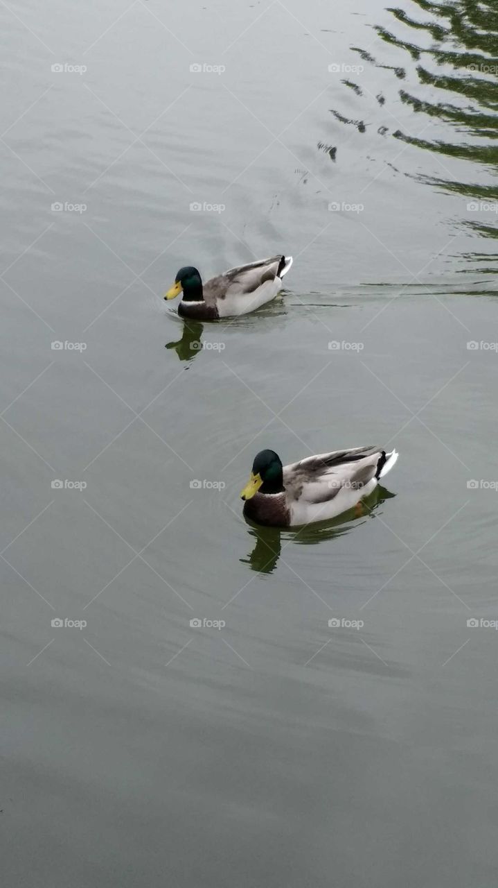 Duck