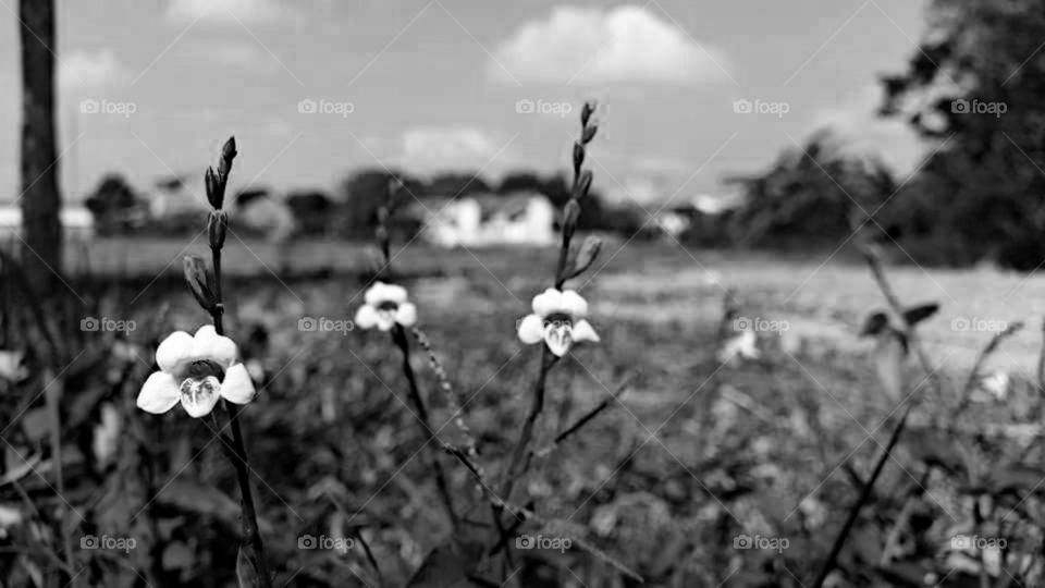 flower bloom in black and white