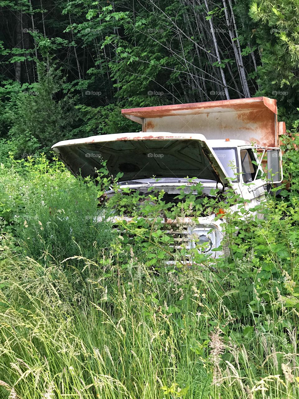 An old rusted dump truck with its hood up overrun by vegetation from being abandoned in the forest. 