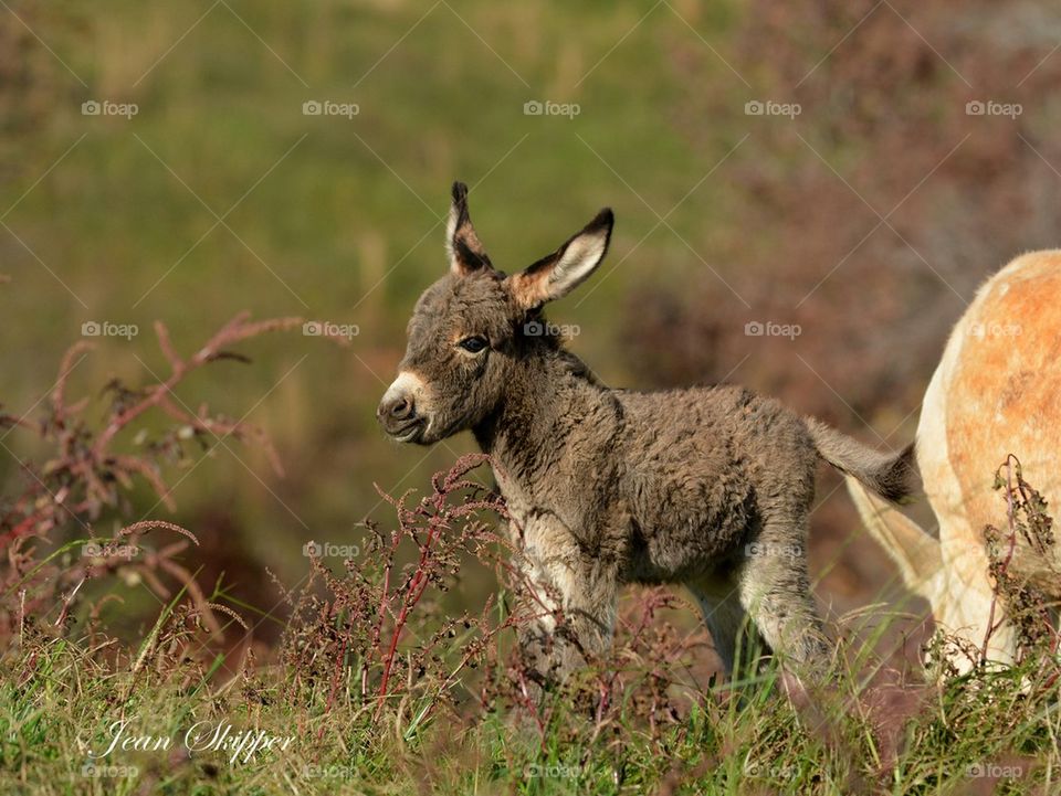cute baby donkey