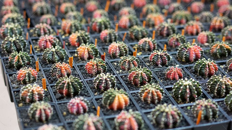 Cactus lb colorful flowers