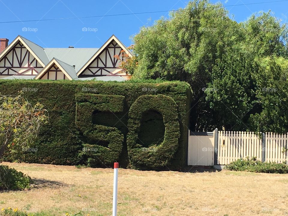 Hedge trimming, with number 50 trimmed into it 