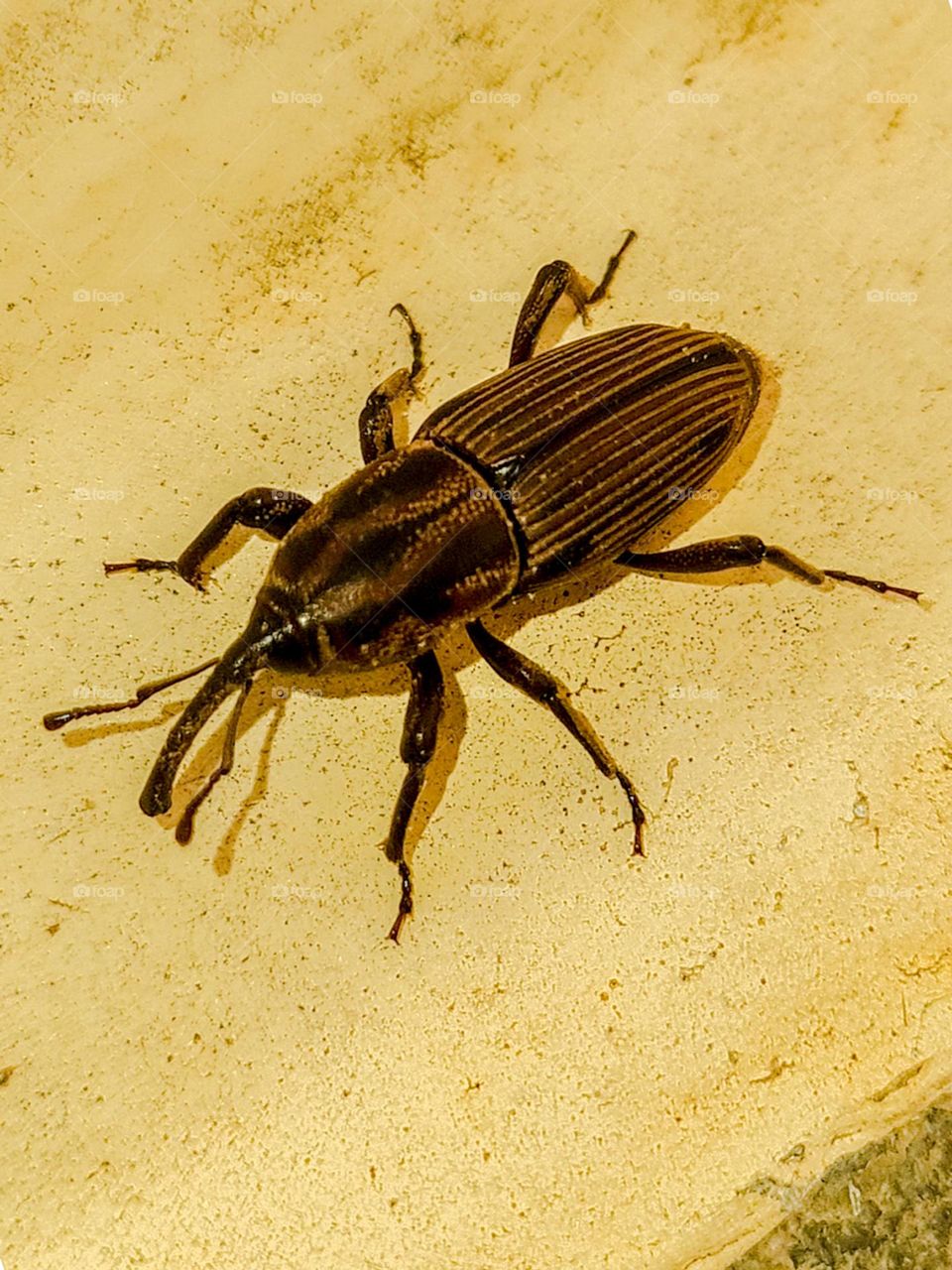 Insect: Coconut borer beetle. Considered a pest of coconut and palm trees, it is about 45 mm long. They are also called aramandaiá, coconut weevil and elephant.