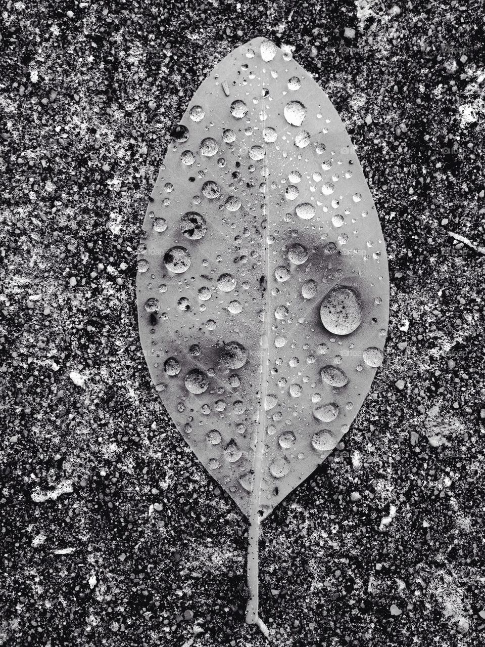 Black and white leaf with water drops