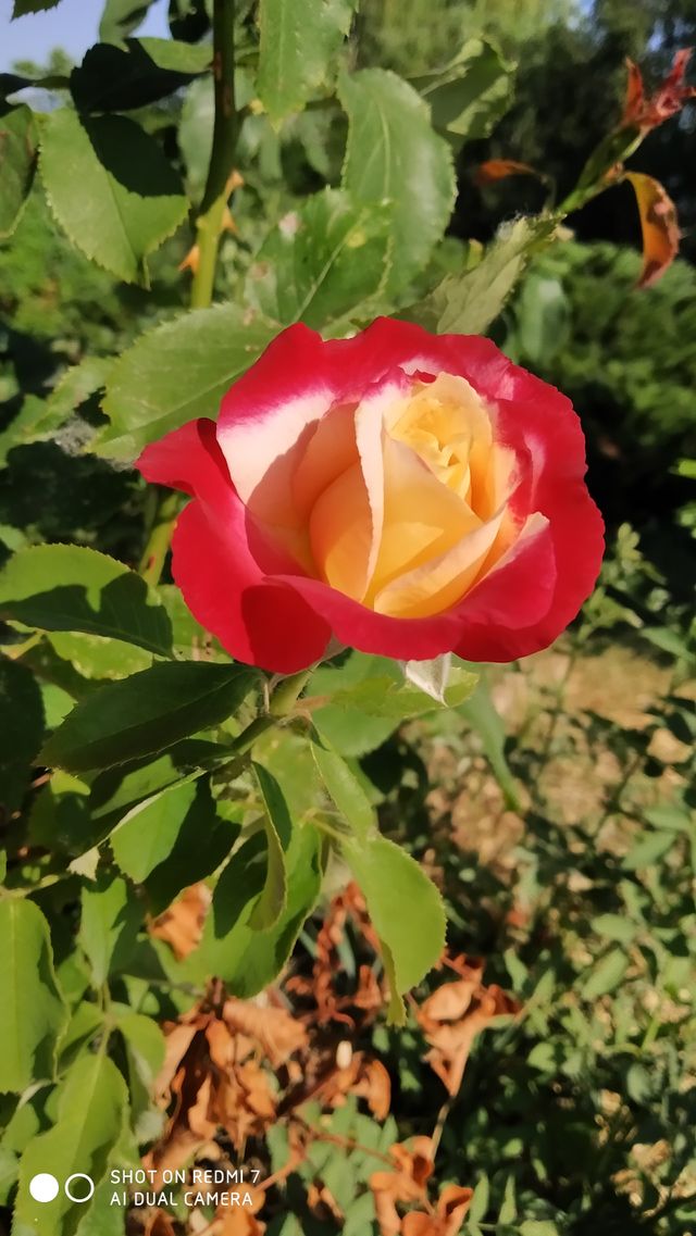 beautiful rose