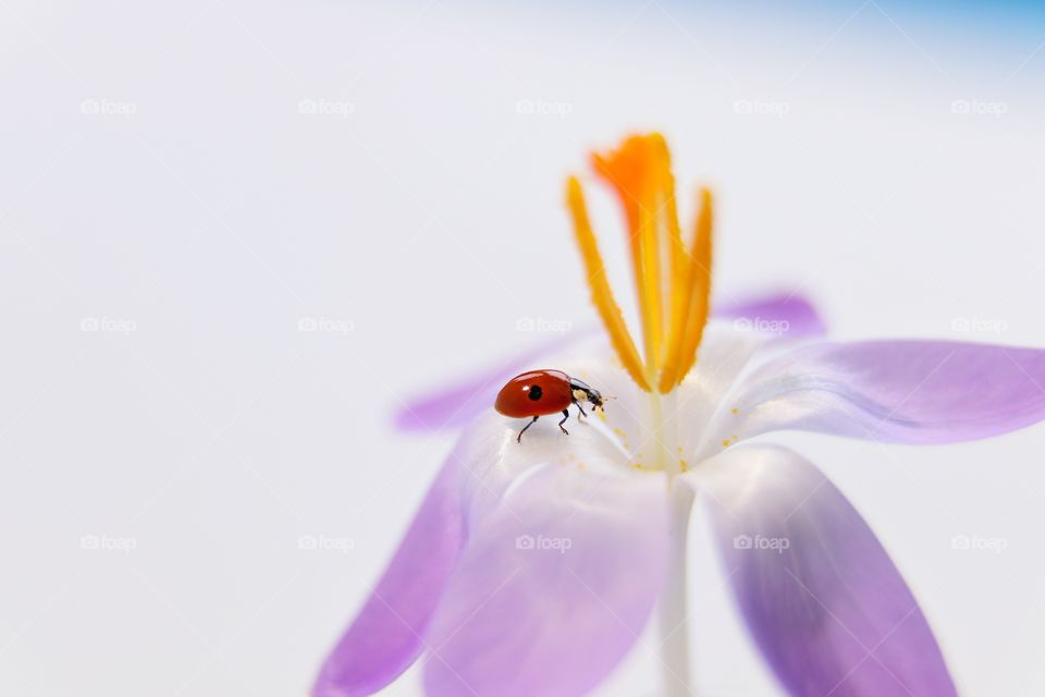 Ladybug on the purple flower 