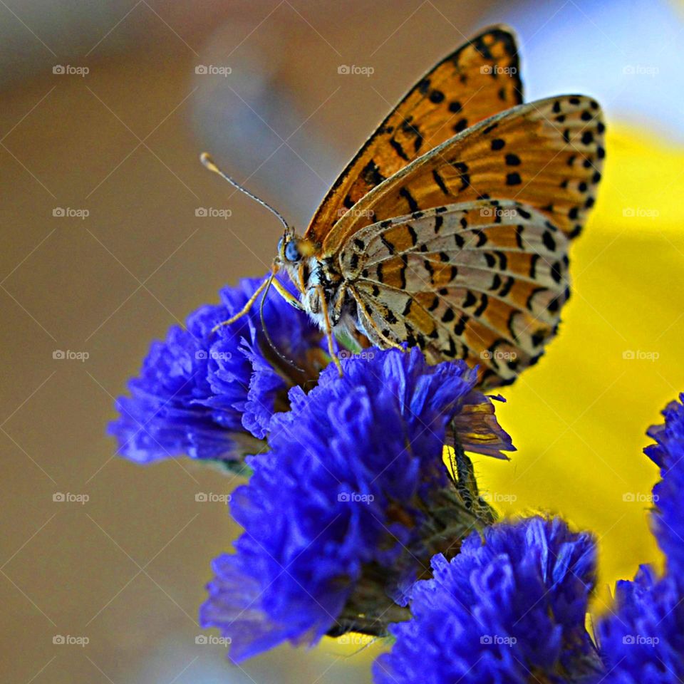 Complementary Colors