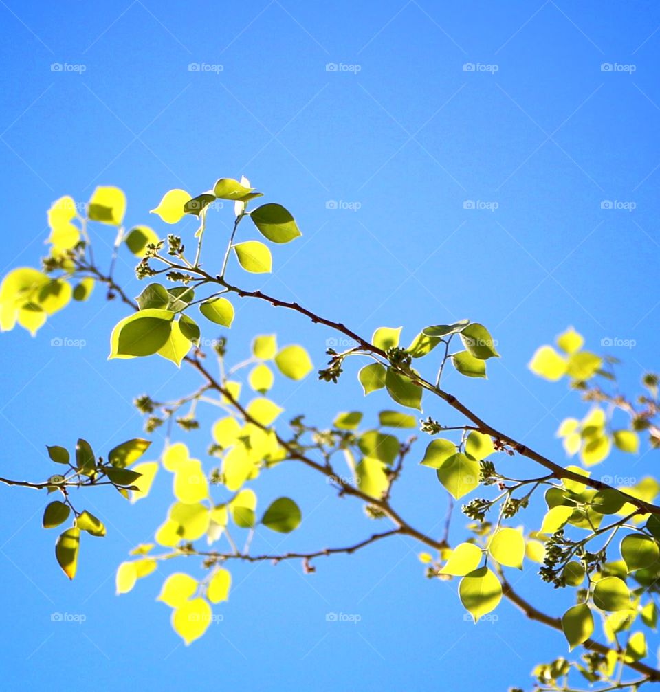 Tree leaves in the sunlight 