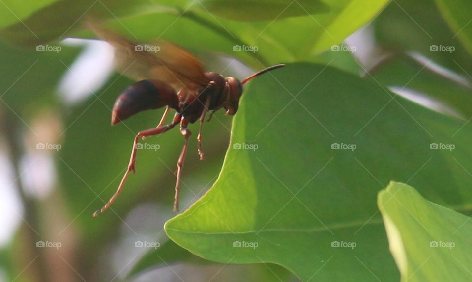 The ndas wasp, in Central Java, Indonesia, is commonly called the ndas (head) wasp because if it feels disturbed it will sting people's heads.