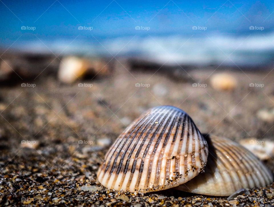 Seashell Close Up