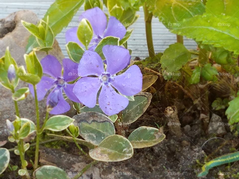 Loving the Spring Flowers in our Yard