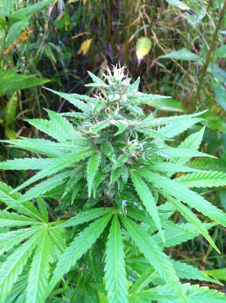 Marijuana plant 
