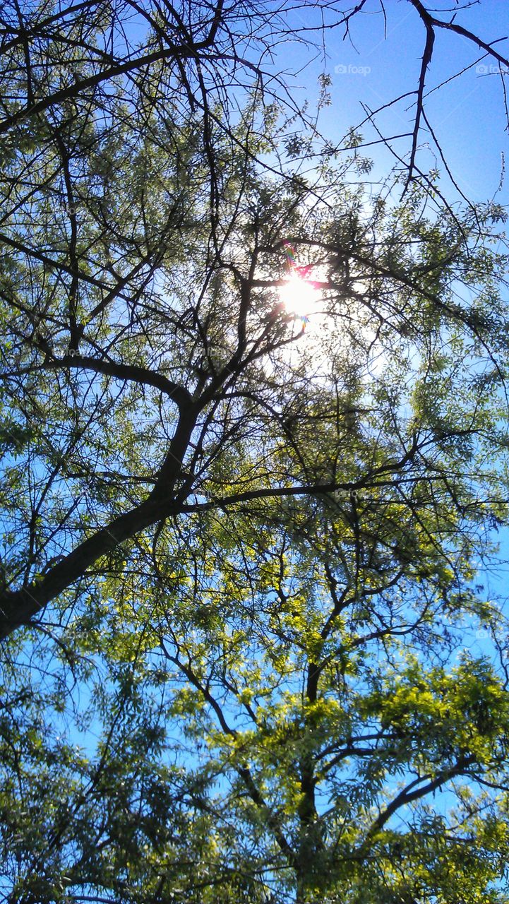 tree and sun дерево и солнце