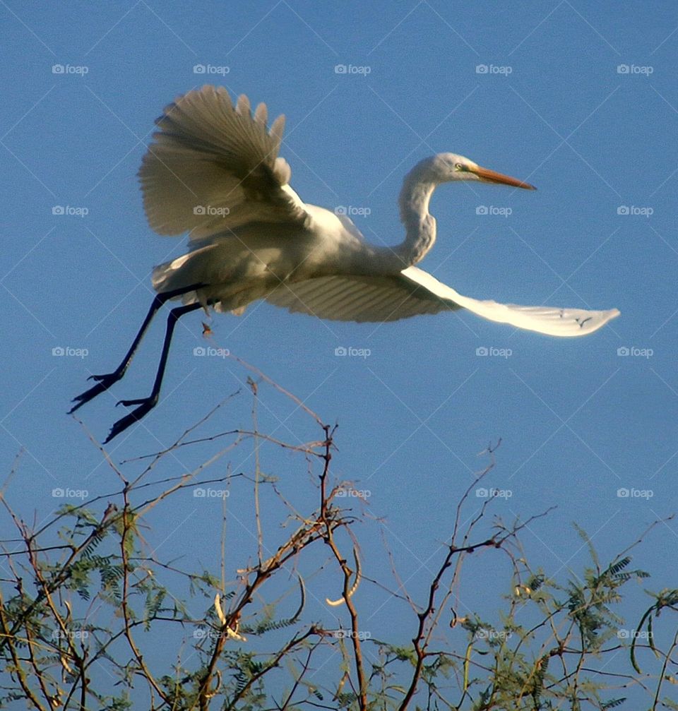 Great Egret Flying Over Tree