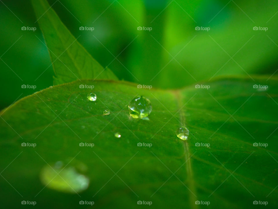water droplets on a leaf after rain