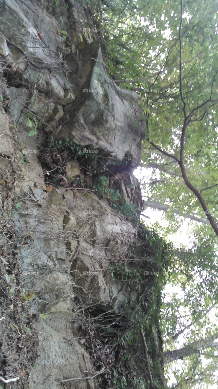 Trees on a cliff... Taken at Davy Crockett State Park in Lawrenceburg Tn