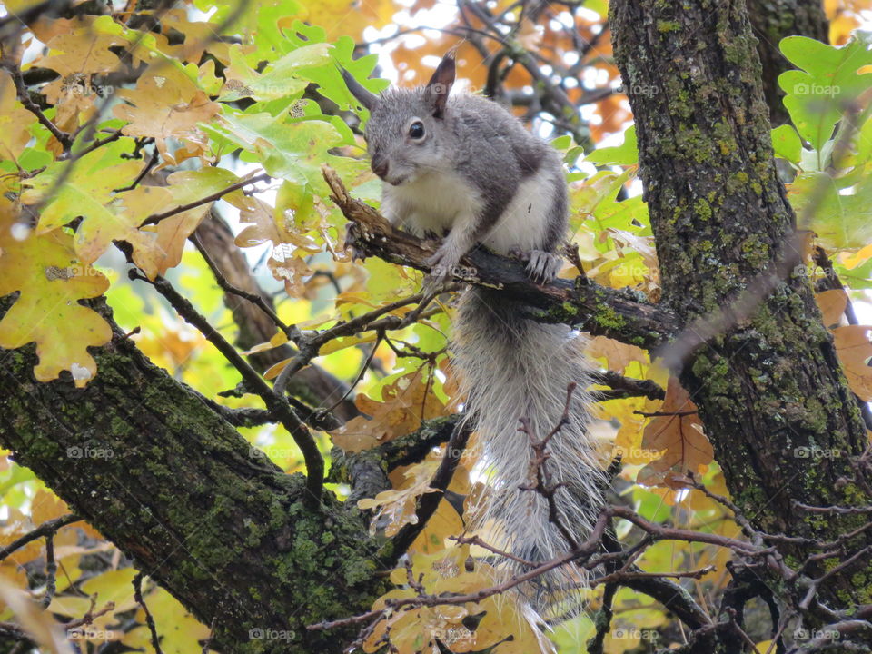 Squirrel in the forest