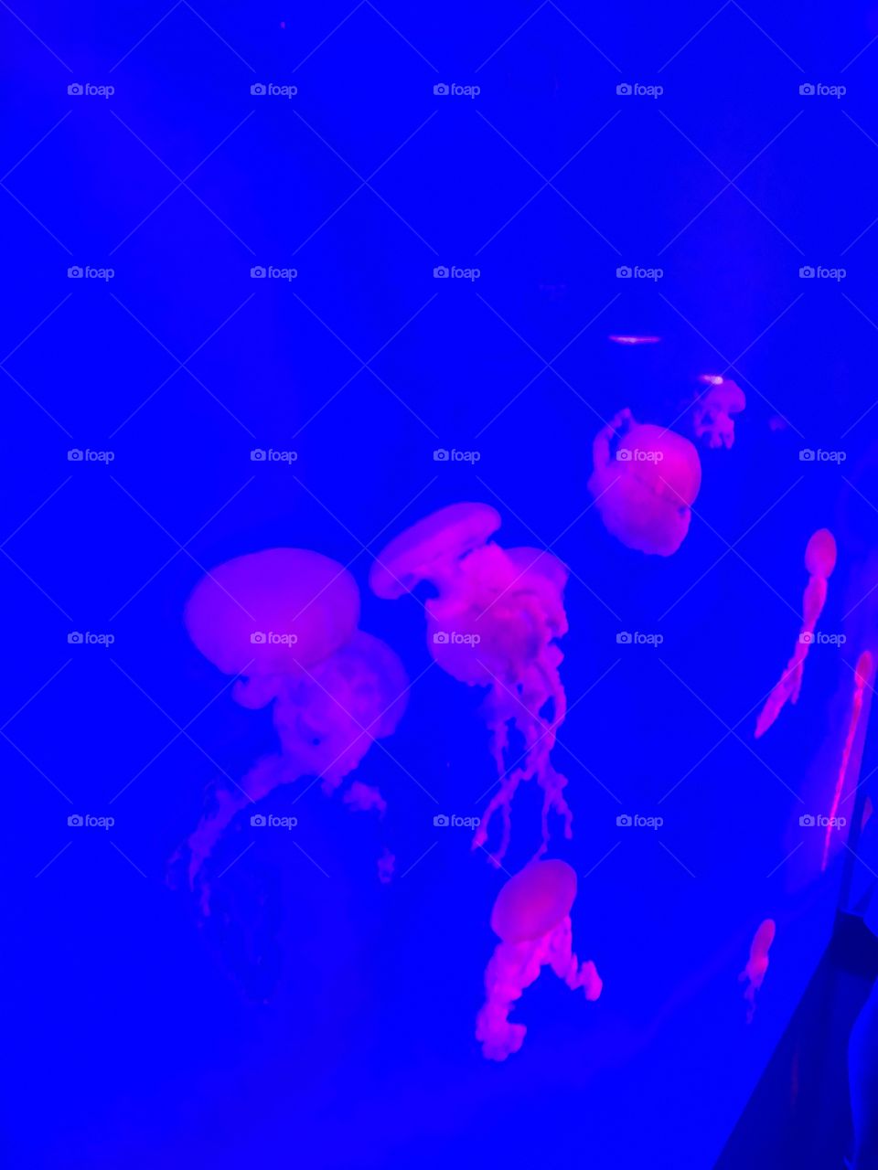 More jelly fish