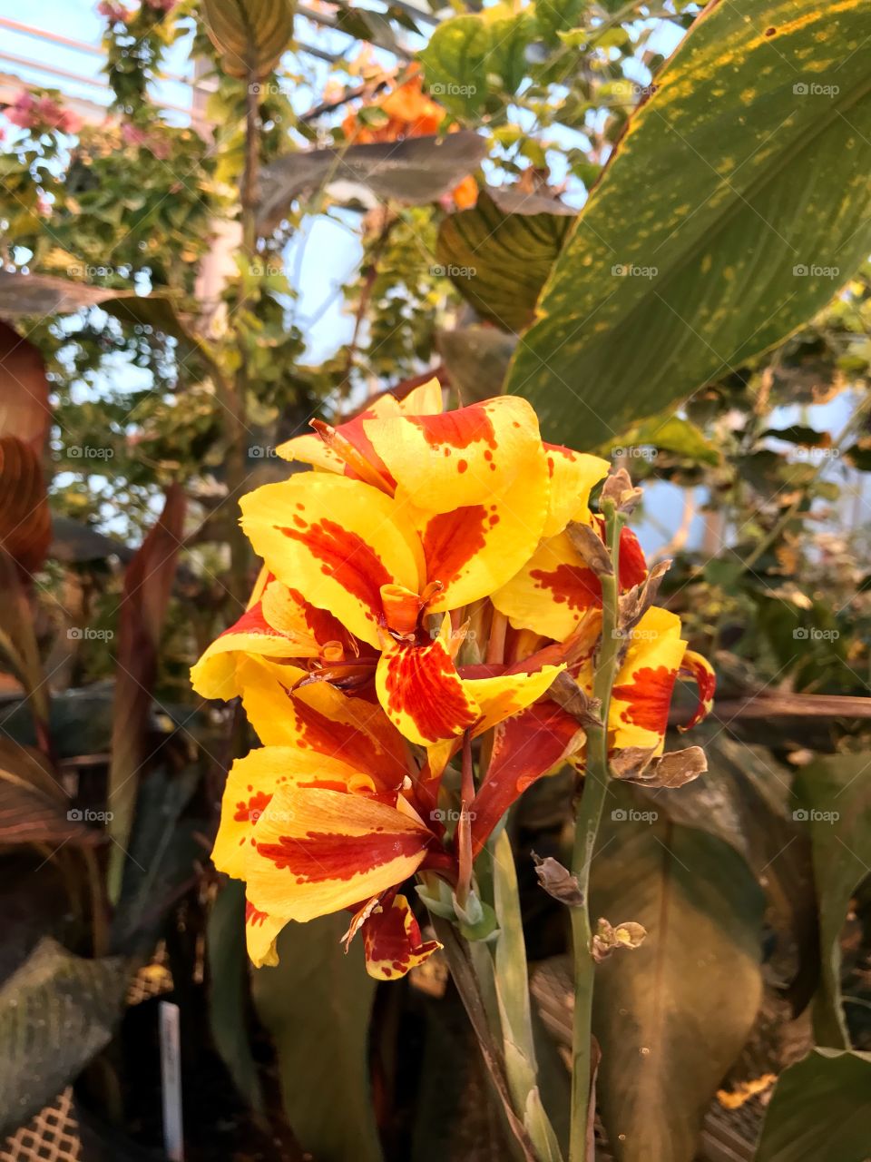 Beautiful vibrantly colored yellow and red flowers growing on a a vine in a rooftop greenhouse
