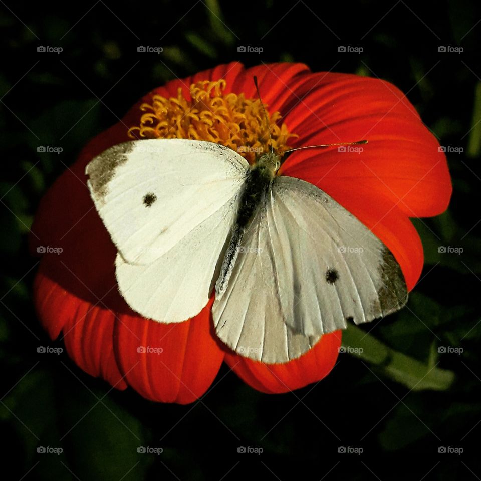 butterfly flower macro botanical