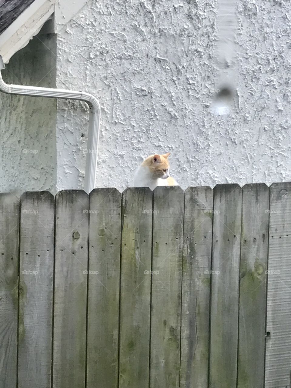 Stray white and orange cat peeking over the wooden fence 