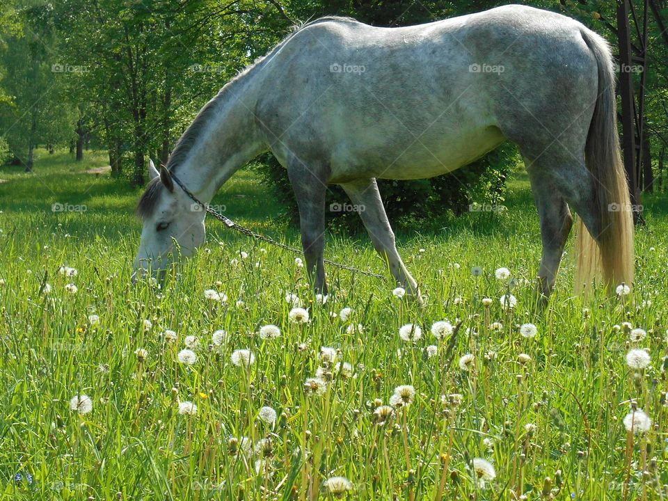 Grass, Mammal, No Person, Cavalry, Pasture