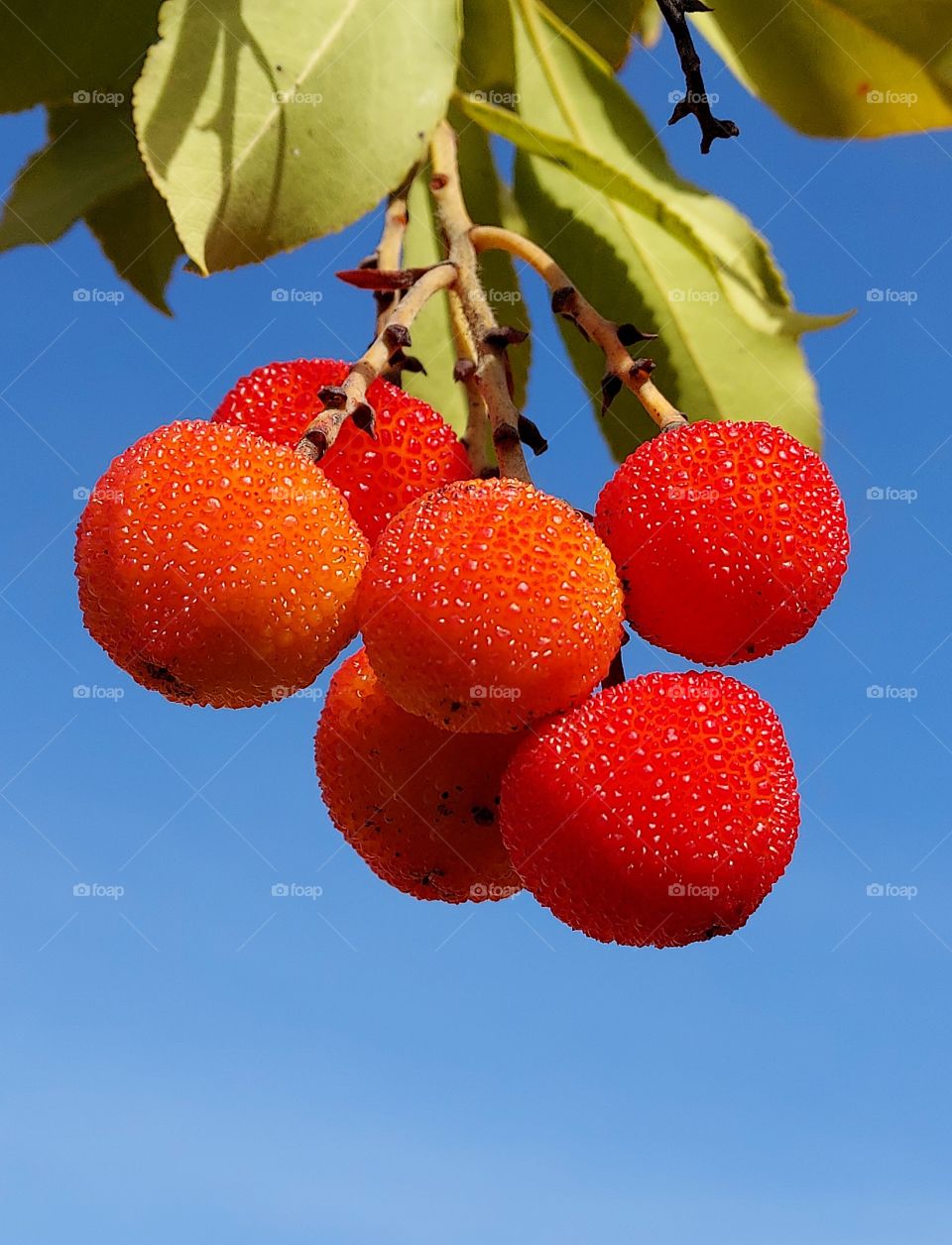 red berry fruit tree with blue skies in the background