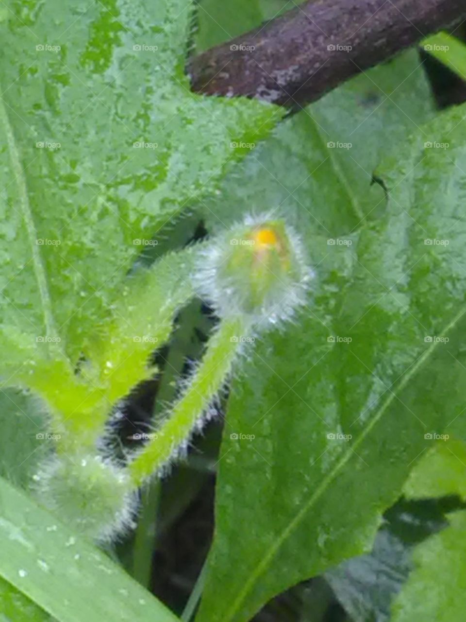Leaf, Nature, Flora, No Person, Outdoors