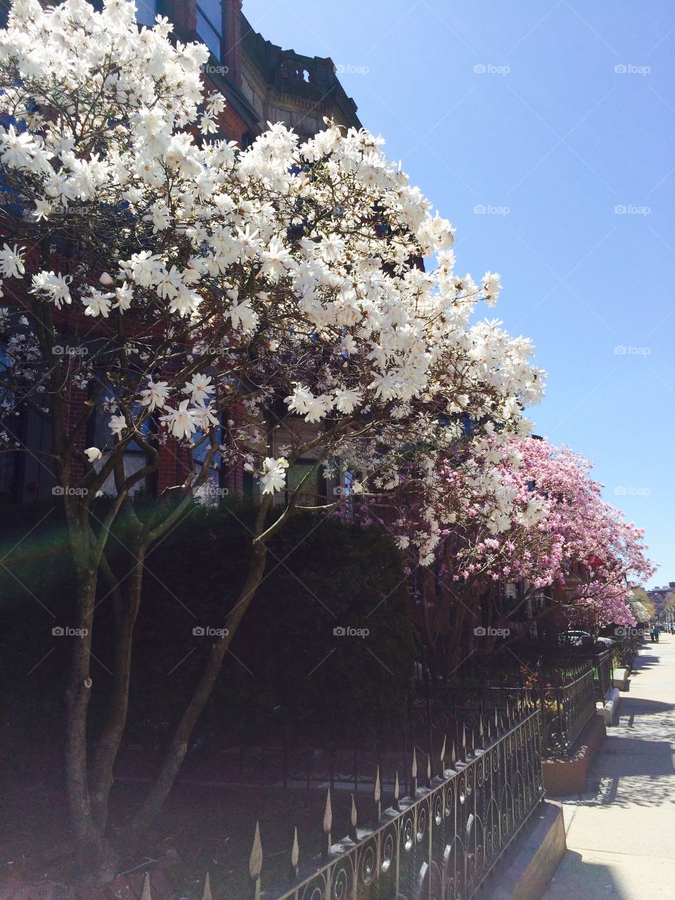 Boston in bloom 