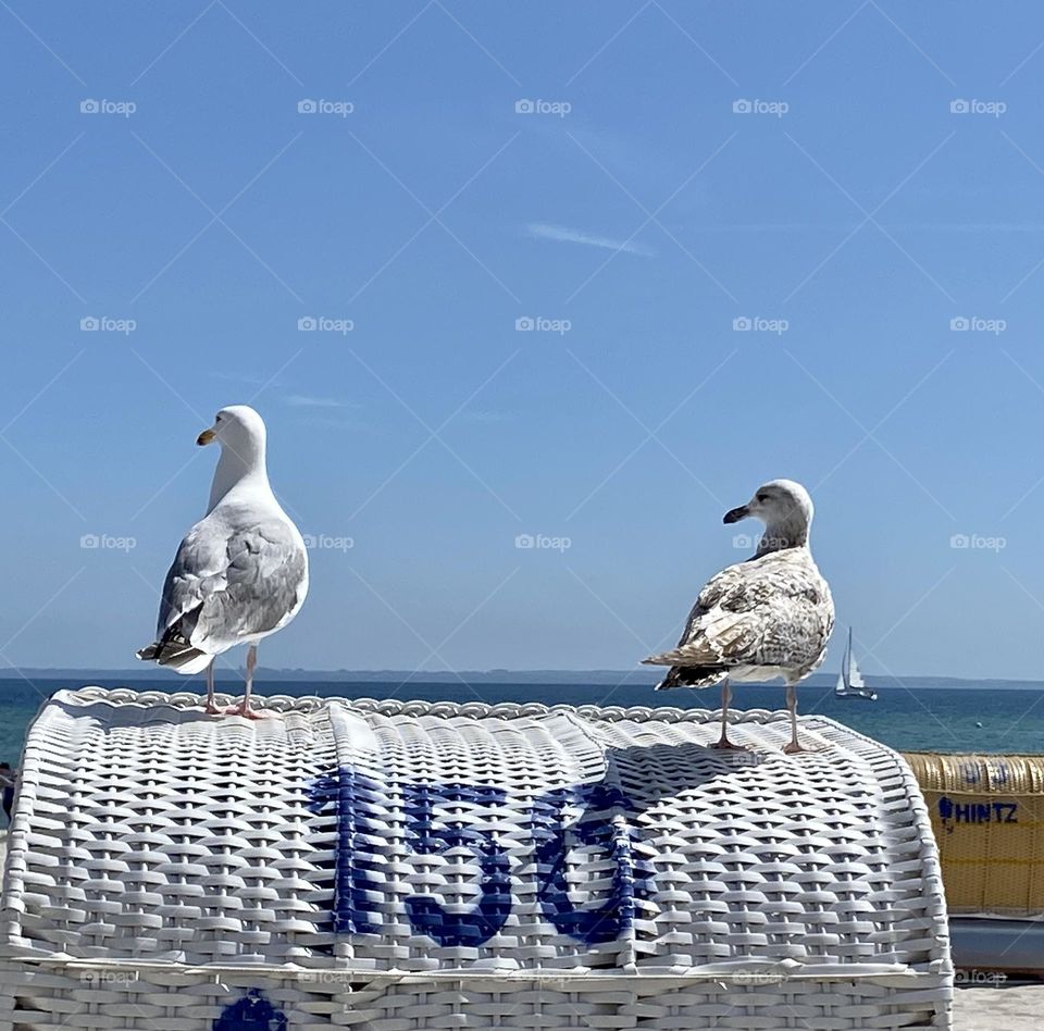 Zwei Möwen auf weißem Strandkorb am Meer