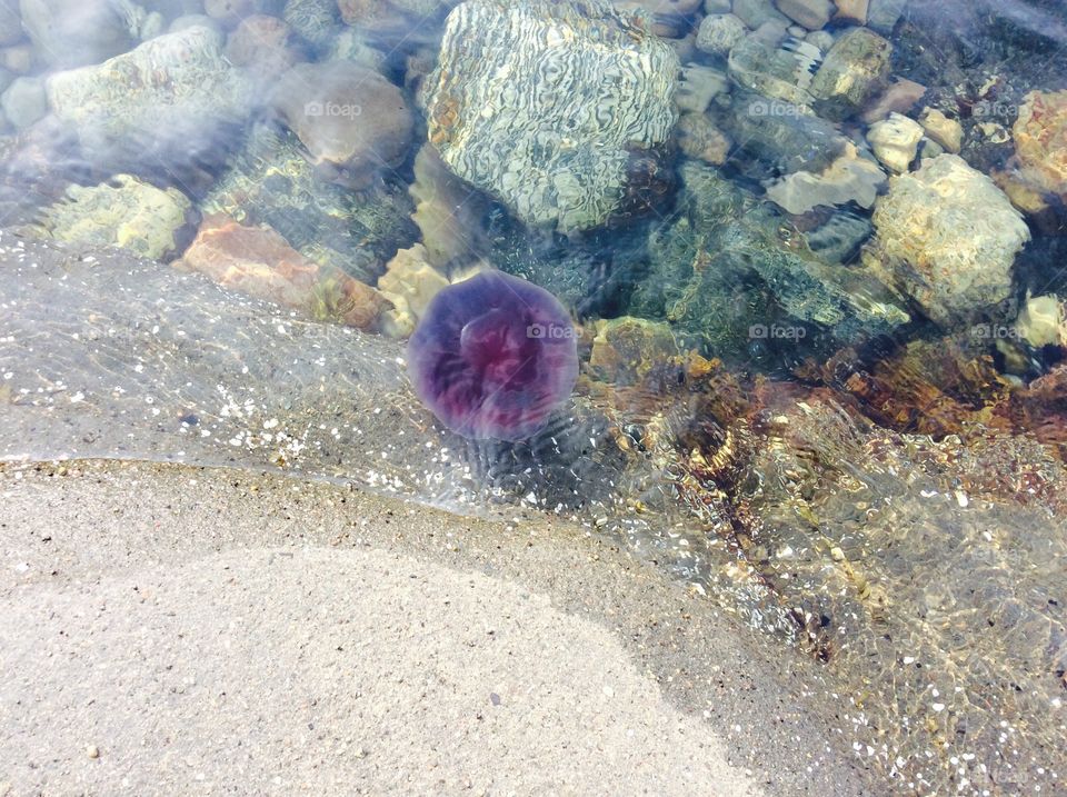 Friendly jellyfish 