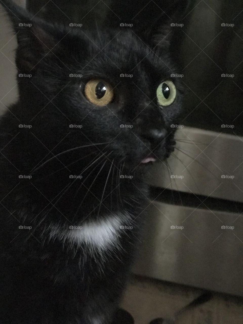 Cat sticking out tongue in dark scene