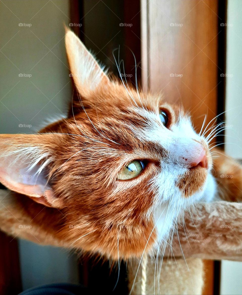 dreamy rusty cat with green eyes