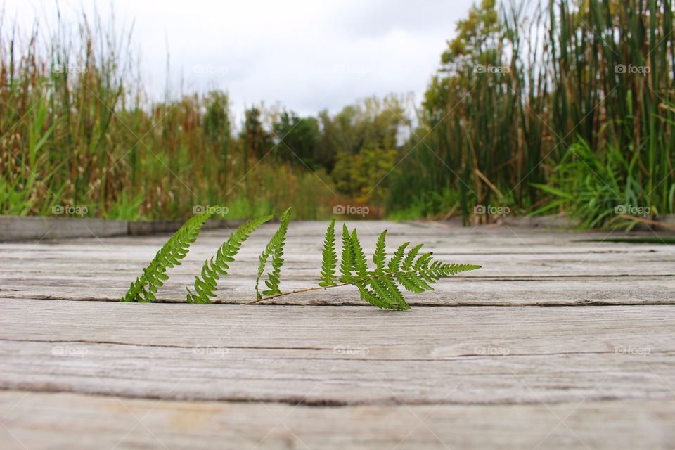 Just a Fern