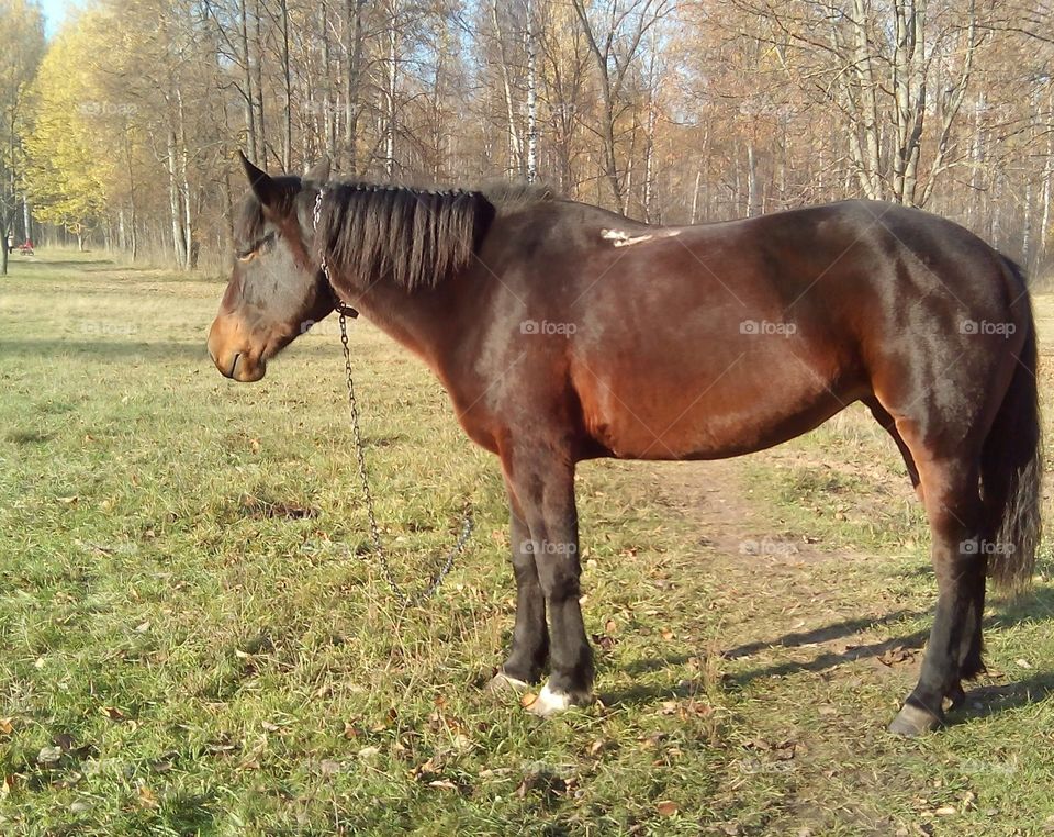 Horse, Mammal, Mare, Pasture, Farm