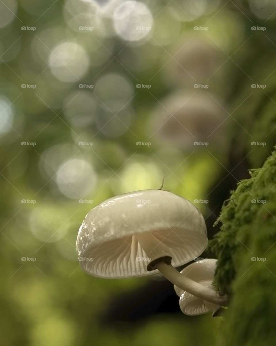 mushroom