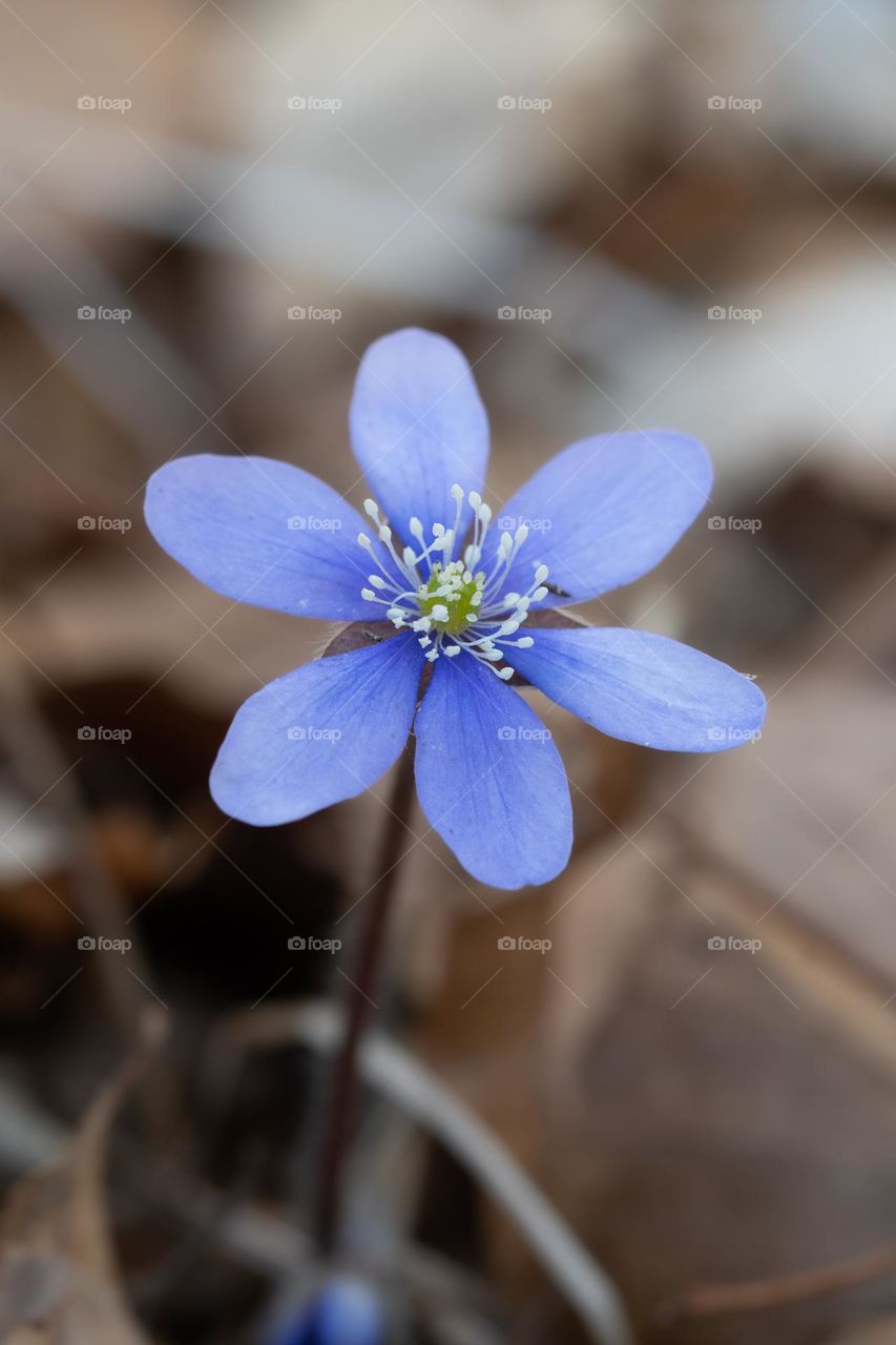 Closeup or macro of of flower in spring 