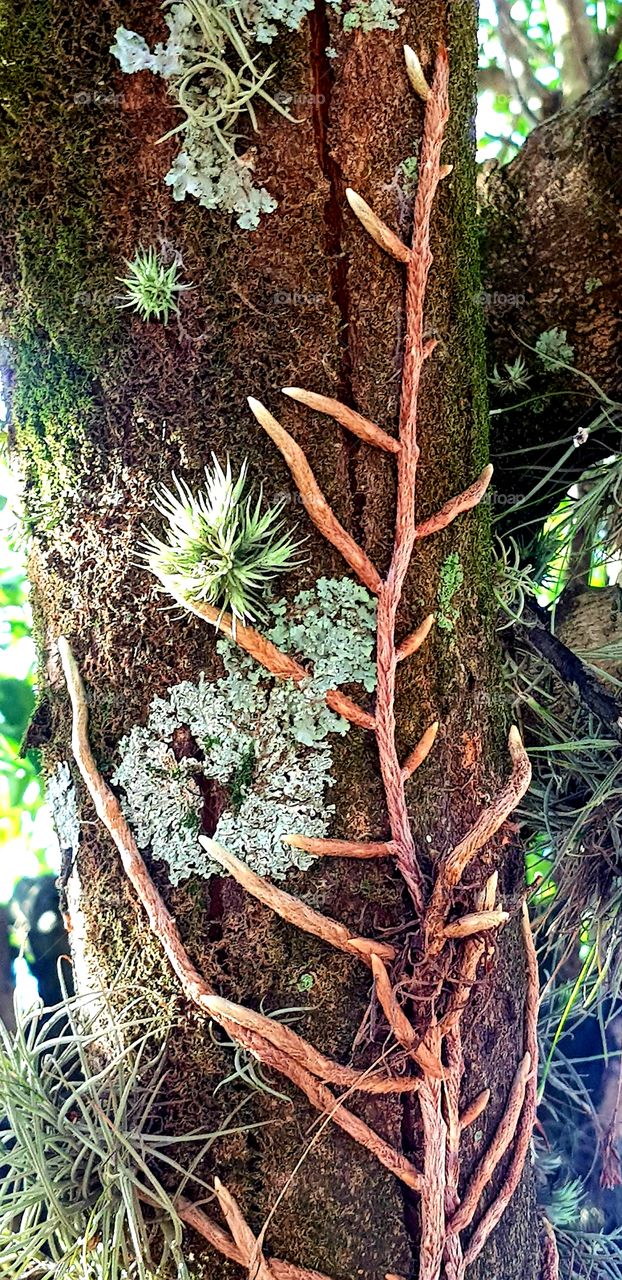 Tree - Root (Árvore - raiz)