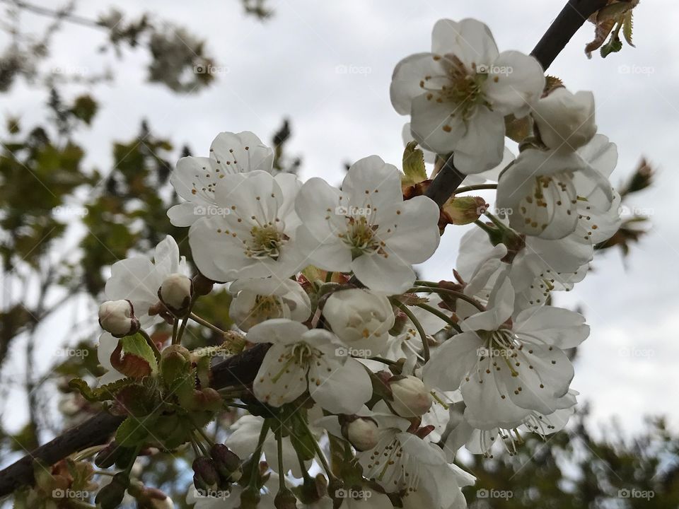 Äppelblomma 